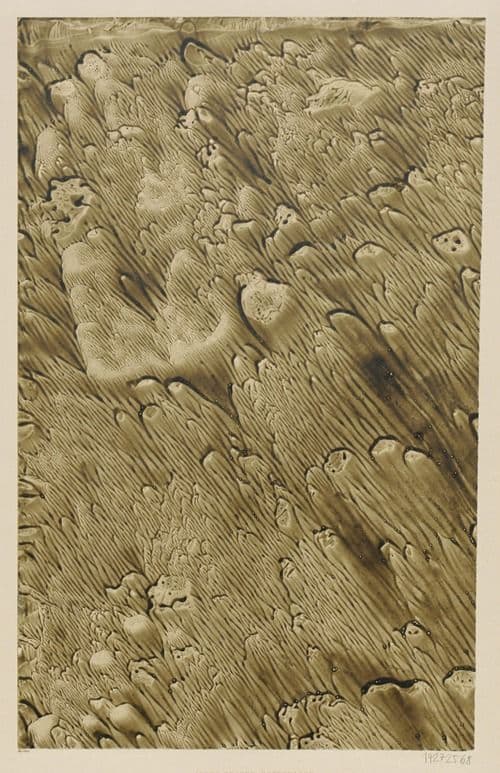 1981
