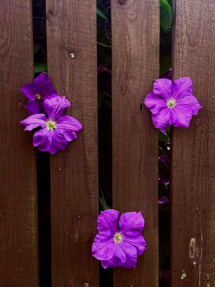 VIOLETS