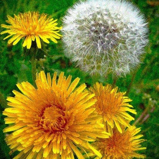 Diente de león